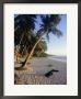 Palm Trees And Beach At Sunset, Western Samoa, South Pacific Islands, Pacific by Maurice Joseph Limited Edition Print