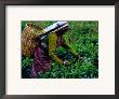 Worker Picking Tea Bushes, Nuwara Eliya, Sri Lanka by Richard I'anson Limited Edition Pricing Art Print