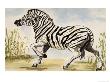 Zebra Gallop July And Gouache by Cynthia Hayward Limited Edition Print