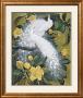 White Peacocks On Copa De Oro Ii by Jessie Arms Botke Limited Edition Pricing Art Print