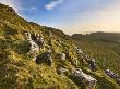 Looking Back Towards Great Scar, Settle Scra And Attermire Scar, Yorkshire Dales, Yorkshire, Englan by Lizzie Shepherd Limited Edition Print