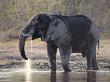 African Elephant Bull Drinking In The Chobe River by Beverly Joubert Limited Edition Print