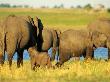 Young African Elephant Calf Getting Suckled By Its Mother by Beverly Joubert Limited Edition Print