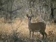 An Alert Steenbuck by Beverly Joubert Limited Edition Print