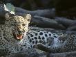 A Female Leopard, Panthera Pardus, With Cubs Snarls At The Camera by Beverly Joubert Limited Edition Print