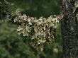 Close View Of Cabbage Lungwort Lichens Hanging From A Tree Branch by Stephen Sharnoff Limited Edition Print