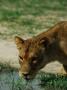 A Female African Lion Tests The Water First Before Taking A Drink by Beverly Joubert Limited Edition Print