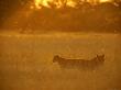 Two Lionesses Seen After The First Rains Of The Season by Beverly Joubert Limited Edition Print