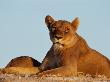 A Female African Lion Relaxes In The Sun by Beverly Joubert Limited Edition Print