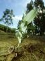 Cider Gum, Young Plant And Fruits, Portugal by Paulo De Oliveira Limited Edition Print