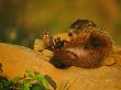 Groundhog by Brian Kenney Limited Edition Pricing Art Print