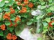 Tropaeolum Majus & Bell Jar by Linda Burgess Limited Edition Print