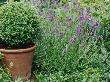 Buxus (Box) In Terracotta Pot by Linda Burgess Limited Edition Print
