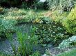 Informal Pond With Pontederia Cordata (Pickerel Weed) And Nymphaea (Water Lilies), Somerset by Mark Bolton Limited Edition Pricing Art Print