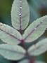 Rosa Glauca Close-Up Of Leaves With Dew by David Murray Limited Edition Print