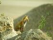 Red Fox, Profile Near Earth, Sparsely Vegetated, Colorado by David Boag Limited Edition Print