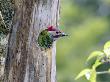 Golden-Olive Woodpecker, Male Peering Out Nest-Hole, Monteverde Cloud Forest Preserve, Costa Rica by Michael Fogden Limited Edition Pricing Art Print