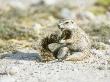 Ground Squirrel, Sitting, Namibia by Patricio Robles Gil Limited Edition Print