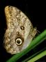 Owl Butterfly, Note Eyespots On Underwing, Costa Rica by Brian Kenney Limited Edition Print