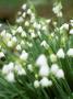 View Of Bell Shaped Delicate White Flowers With Green Tips, Leucojum Aestivum (Summer Snowflake) by Pernilla Bergdahl Limited Edition Print