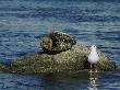 Harbor Seal & Western Gull On Rock, Usa by David Boag Limited Edition Print