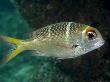 Bigeye Emperor, Sipidan Island, Malaysia by David B. Fleetham Limited Edition Print