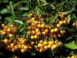Pyracantha Orange Charmer Close-Up Of Berries October by David Askham Limited Edition Print