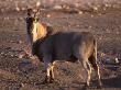 Eland, Etosha National Park, Namibia by Chris And Monique Fallows Limited Edition Print