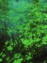 Algae On Surface Of Dark Water by David Boag Limited Edition Print