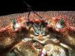 Edible Crab, Close Up Of Face, Uk by Paul Kay Limited Edition Print