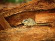 Dassie Rat, Twijfelfontein, Namibia by Ariadne Van Zandbergen Limited Edition Print