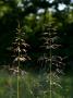 Bent Grass, West Berkshire, Uk by Philip Tull Limited Edition Print