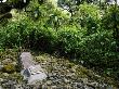 Dian Fosseys Grave At Karisoke Research Centre, Volcanoes National Park, Rwanda by Ariadne Van Zandbergen Limited Edition Print