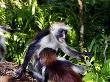 Kirks Red Colobus Monkeys, Playfighting, Zanzibar by Ariadne Van Zandbergen Limited Edition Print