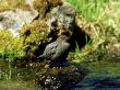 American Dipper, Yellowstone National Park, Usa by Gustav Verderber Limited Edition Print