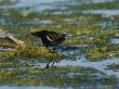 Red-Winged Blackbird, Drinking Water From Marsh, Ile Bizard Nature Park, Quebec, Canada by Robert Servranckx Limited Edition Print