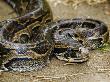 Southern African Rock Python, Zala Park, Zanzibar by Ariadne Van Zandbergen Limited Edition Print