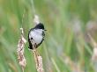Eastern Kingbird, Perched On Cattail, Ile Bizard Nature Park, Quebec, Canada by Robert Servranckx Limited Edition Print