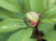 Paeonia Mascula (Paeony), Close-Up Of A Bud Surrounded By Foliage by Hemant Jariwala Limited Edition Pricing Art Print