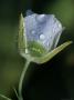 Flower Covered In Dew Drops by Fogstock Llc Limited Edition Print