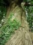 Castanea Sativa (Sweet Chestnut, Bark) Hedera On Trunk by Brian Carter Limited Edition Print