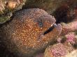 Moray Eel, California by Wayne Brown Limited Edition Print