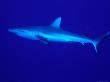 Grey Reef Shark (Carcharhinus Amblyrhynchos), Great Barrier Reef, Queensland, Australia by Michael Aw Limited Edition Print