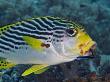 Lined Sweetlips, With Cleaner Wrasse, Malaysia by David B. Fleetham Limited Edition Print