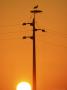 White Stork, Nesting At Sunset, Portugal by Paulo De Oliveira Limited Edition Print