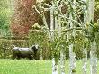 Sculpture Of Bull Next To Lime & Beech Avenue, Cranborne Manor, Dorset by Carole Drake Limited Edition Print