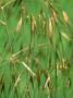 Stipa Gigantea (Golden Oats) by Fiona Mcleod Limited Edition Print