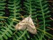 Lesser Treble-Bar Moth, Imago At Rest, Nottinghamshire, Uk by David Fox Limited Edition Print