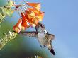 Volcano Hummingbird, Male At A Climbing Lily, Forest Edge, 800M, Costa Rica by Michael Fogden Limited Edition Print