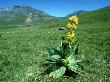 Great Yellow Gentian, Pyrenees by Tom Leach Limited Edition Print